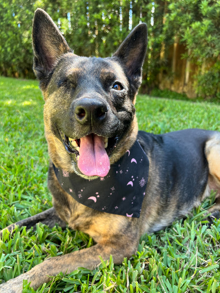 Halloween Pink Starry Night Dog Bandana