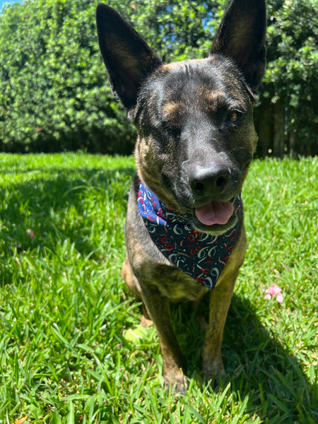 July 4th - American Confetti Dog Bandana