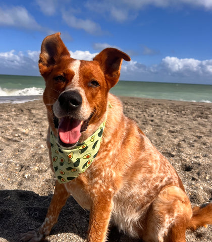 Avocados Dog Bandana