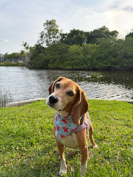 Red Octopus Dog Bandana