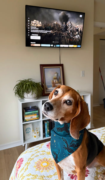 A brown and white beagle dog wearing a Dark Turquoise bandana with a black dragon design sits on a patterned bed in a living room, looking up at a wall-mounted TV showing House of Dragon