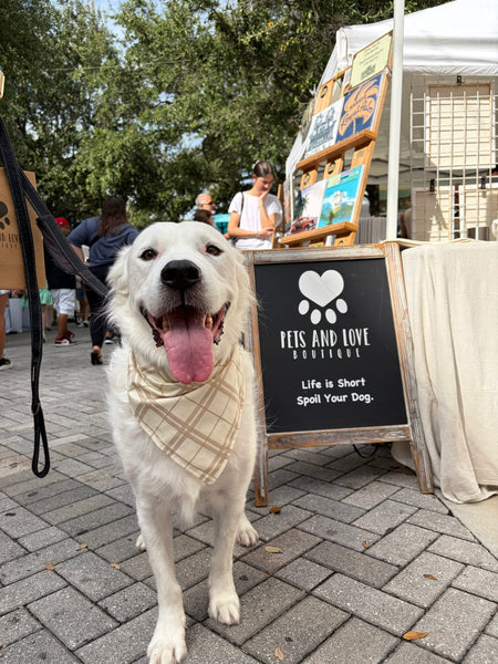 A white dog wearing a beige plaid bandana stands on a paved outdoor market walkway, with a black sign reading 'Pets and Love Boutique' and a vendor booth in the background.