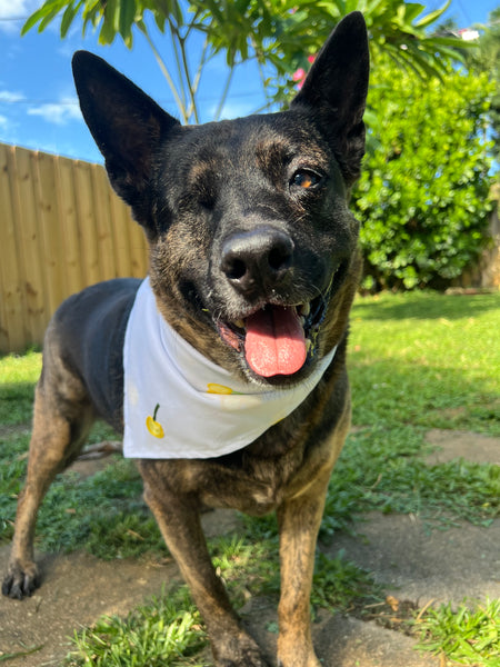 Ciliegie Gialle Dog Bandana