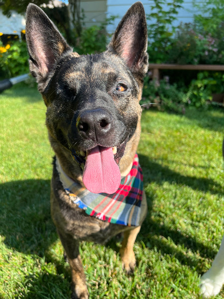 Fall Classic Plaid Dog Bandana