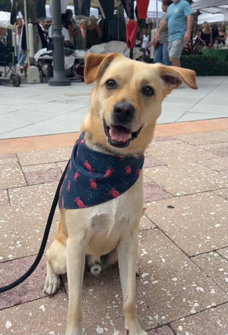 Crabs Dog Bandana