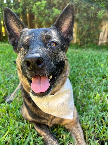 Fall Big Pumpkins Dog Bandana