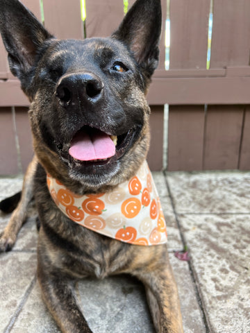 Fall Smiley Pumpkins Dog Bandana