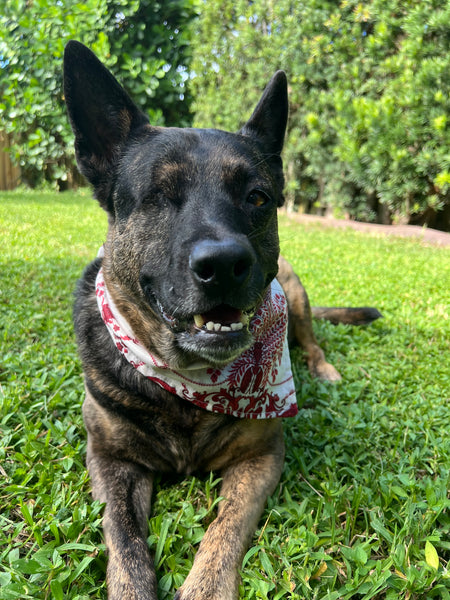 Firenze Dog Bandeana