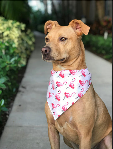 Flamingo Dog Bandana