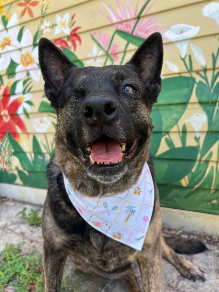 Dog wearing Flamingos and Martinis Florida bandana in front of a colorful floral background