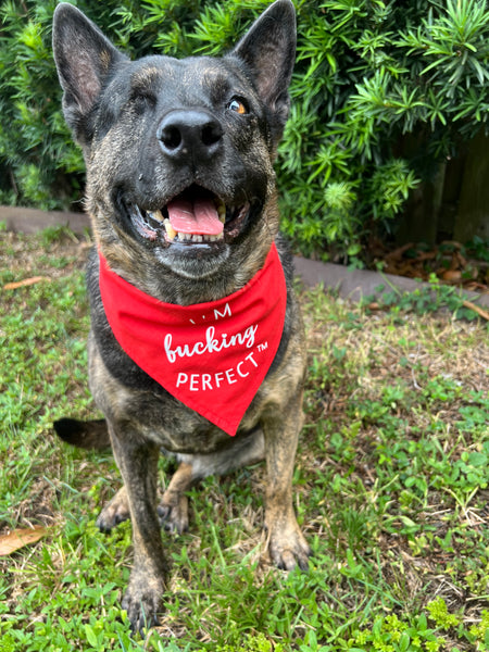I'm Fucking Perfect Dog Bandana - Red