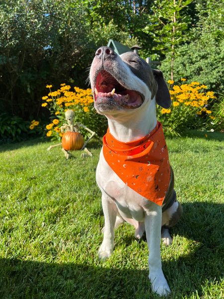 Halloween Orange Starry Night Dog Bandana