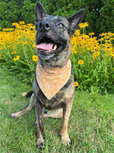 Peace Daisy Flowers Dog Bandana