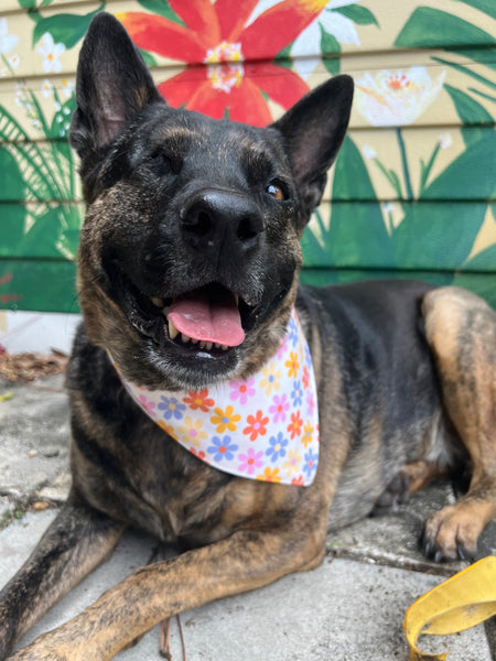 Retro Daisy Dog Bandana