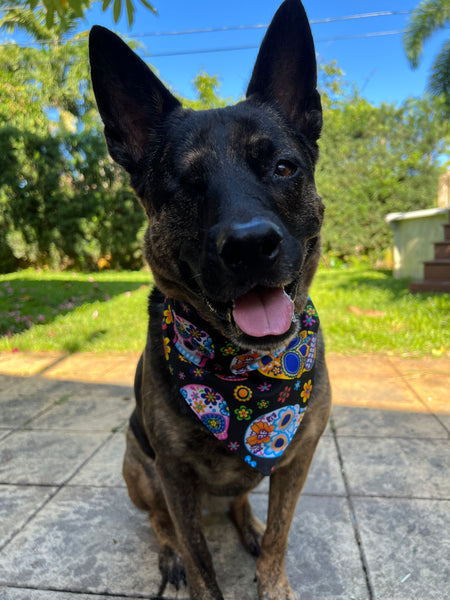 Sugar Skulls Dog Bandana