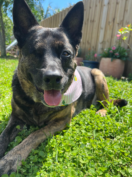 Summer Lemons Dog Bandana Pink