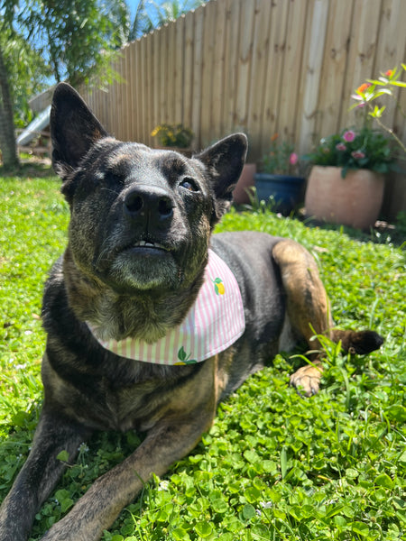 Summer Lemons Dog Bandana - Pink