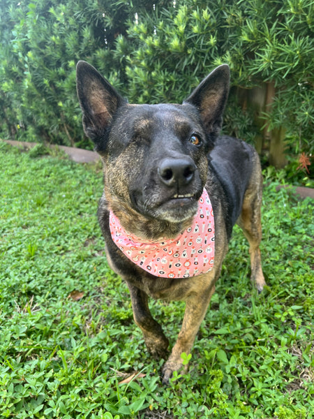 Halloween Potions Dog Bandana - Pink