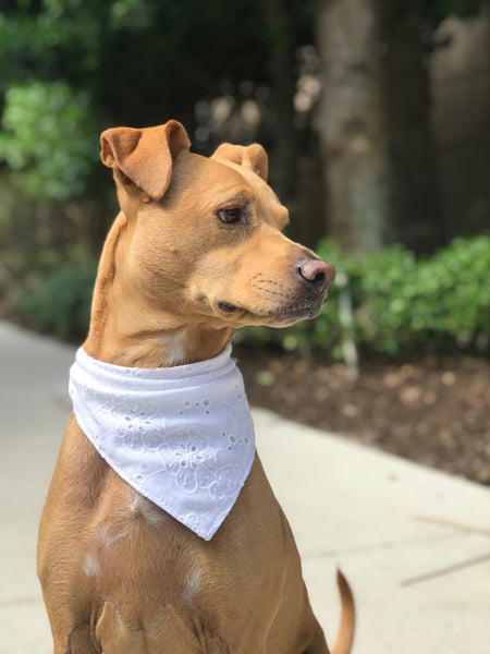 White Lace Dog Bandana