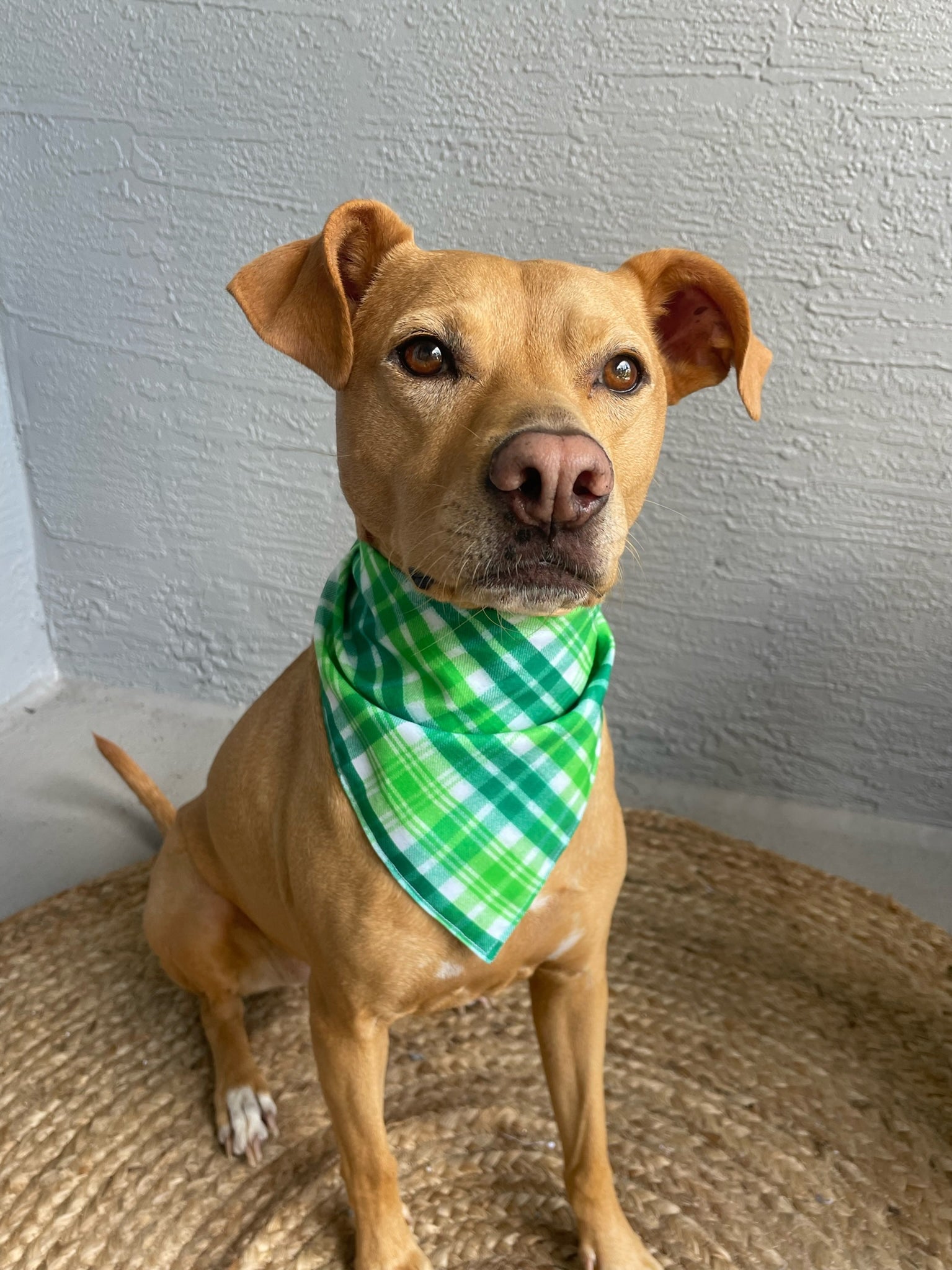 Green Plaid Dog Bandana