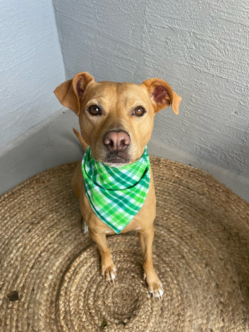 Green Plaid Dog Bandana