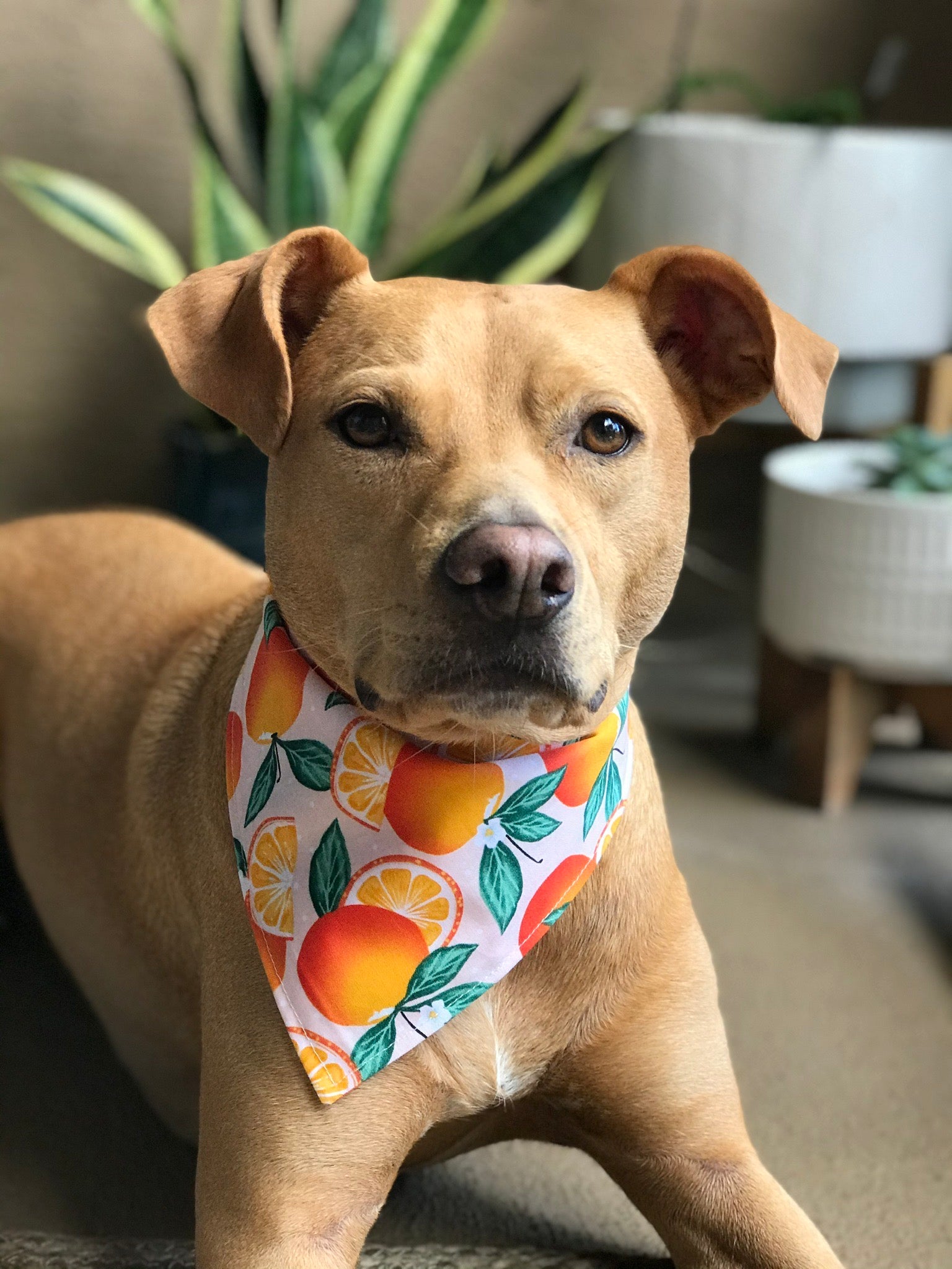 Oranges Dog Bandana - Pink