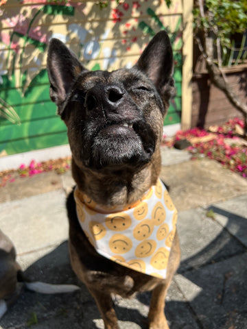 Smiley Face Dog Bandana