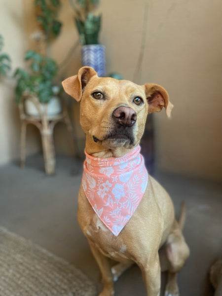 Tropical Flowers Dog Bandana - Coral