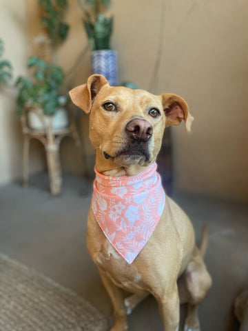 Tropical Flowers Dog Bandana - Coral