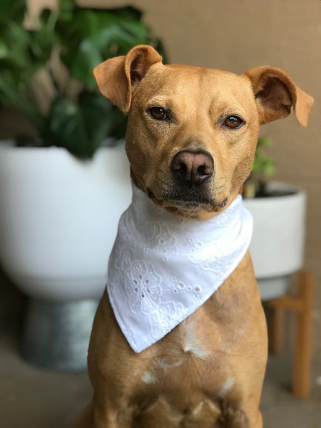 White Lace Dog Bandana